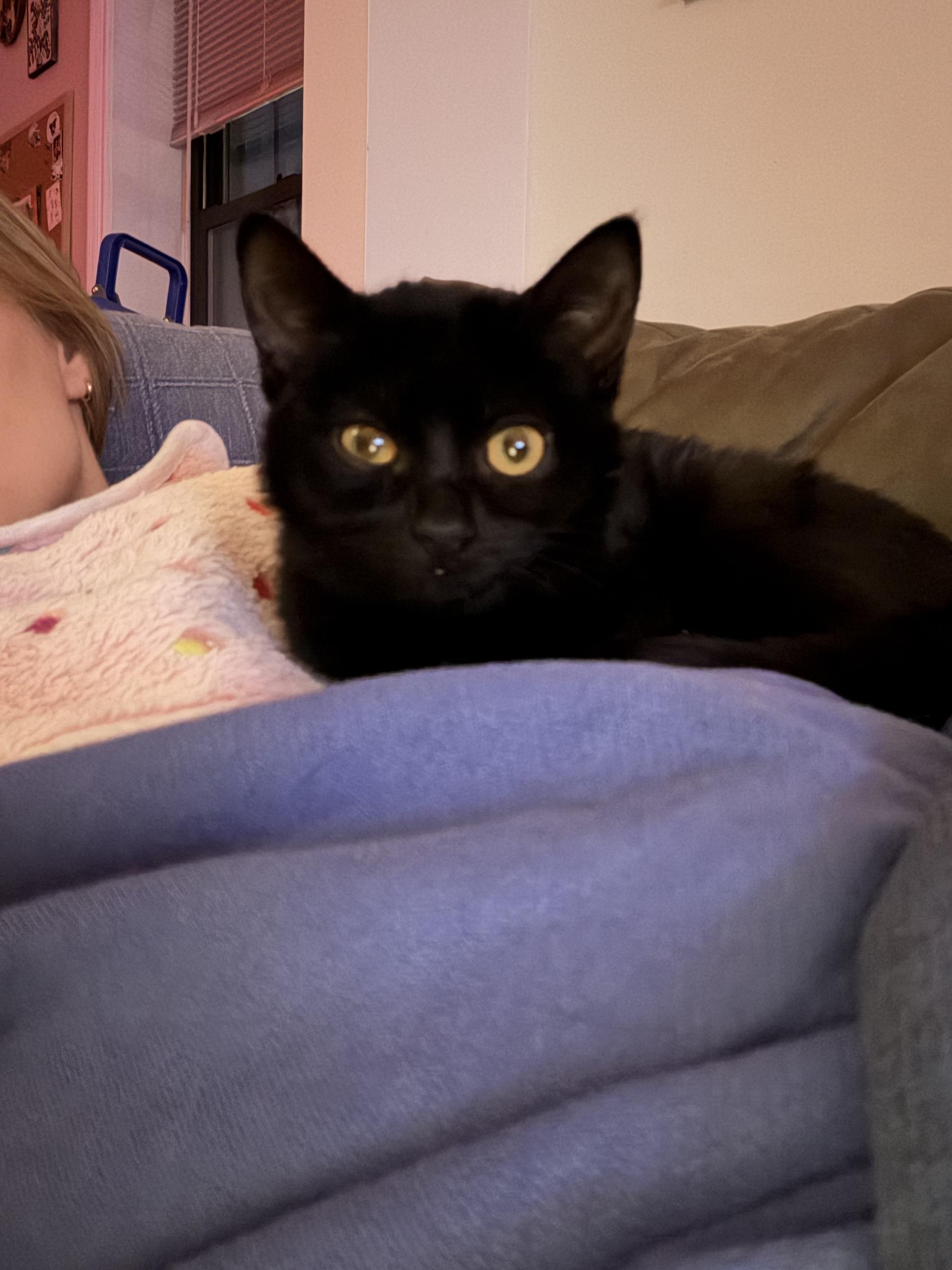 Enlarge Pinecrest, a ADOPTABLE Domestic Short Hair in Brooklyn, NY image 3/3