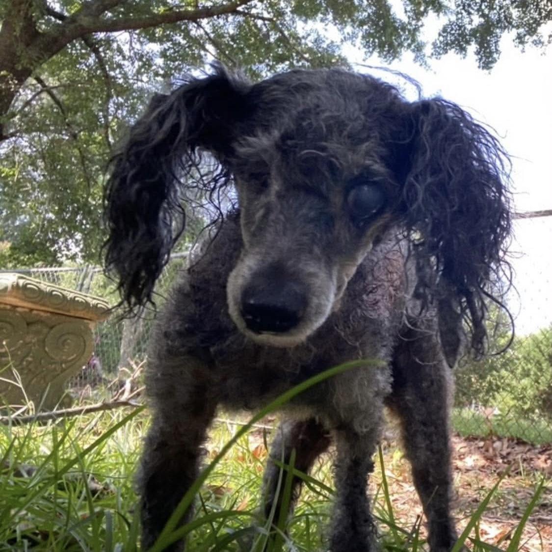 Enlarge Bern, a Adoptable mixed breed in Washington, DC image 4/5
