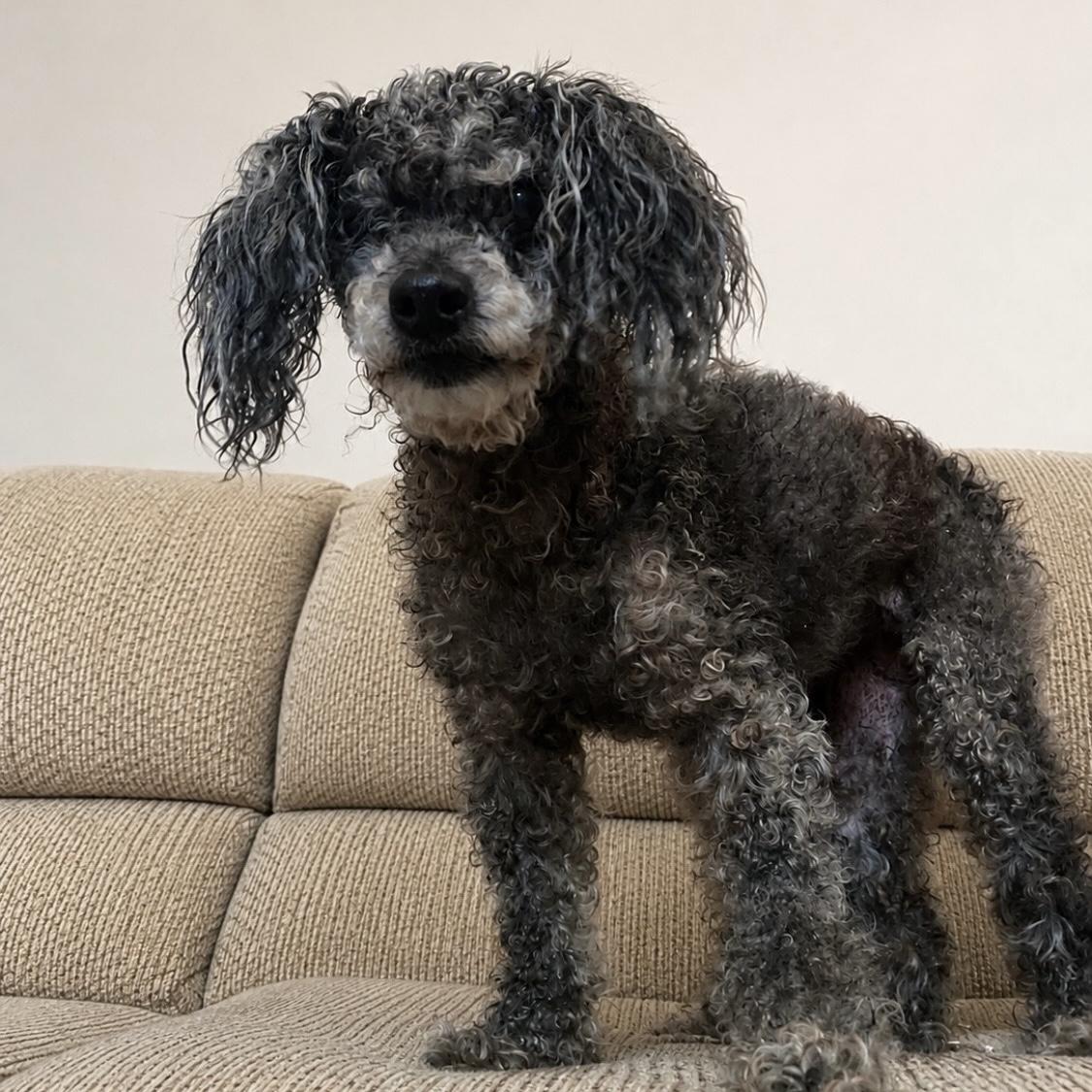 Enlarge Bern, a Adoptable mixed breed in Washington, DC image 3/5