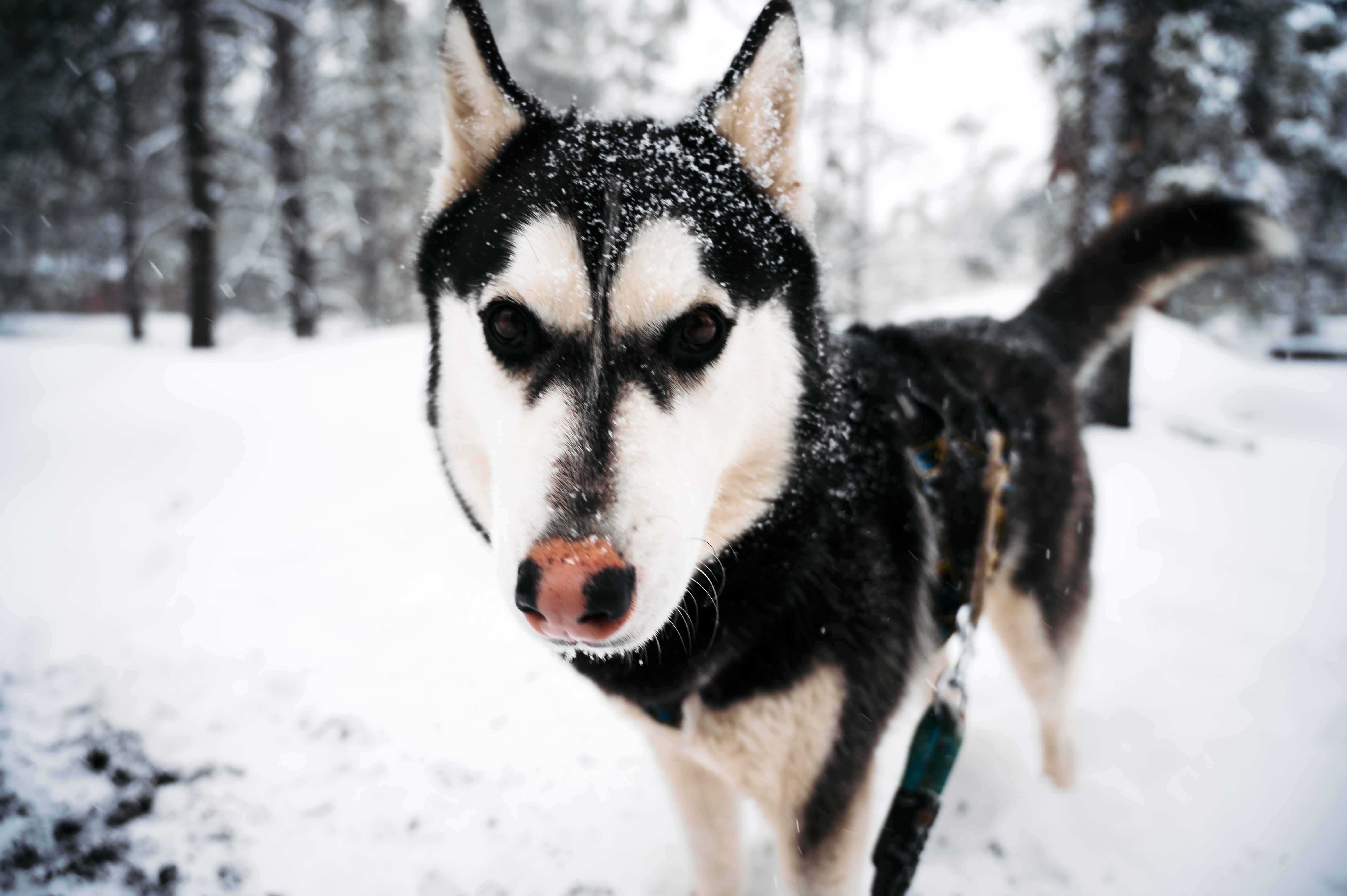 Enlarge Steve, a Adoptable Husky in Pagosa Springs, CO image 2/2