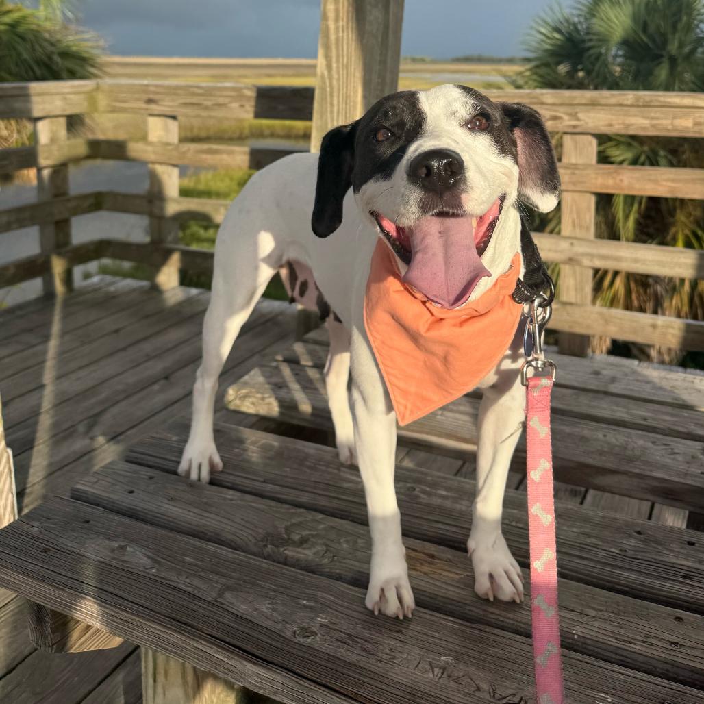 Enlarge MOMMA MIA, a Adoptable mixed breed in QUINCY, FL image 1/5