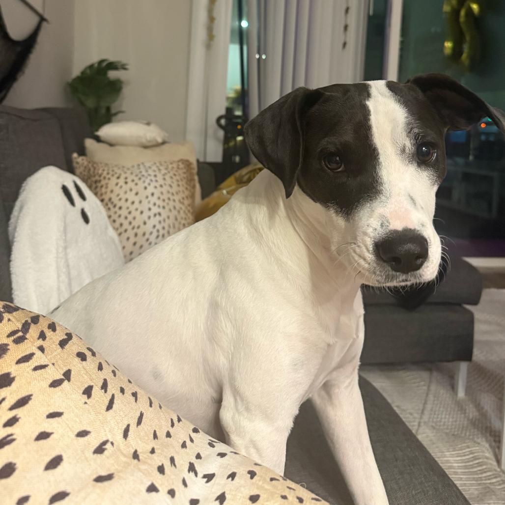 Enlarge MOMMA MIA, a Adoptable mixed breed in QUINCY, FL image 2/5