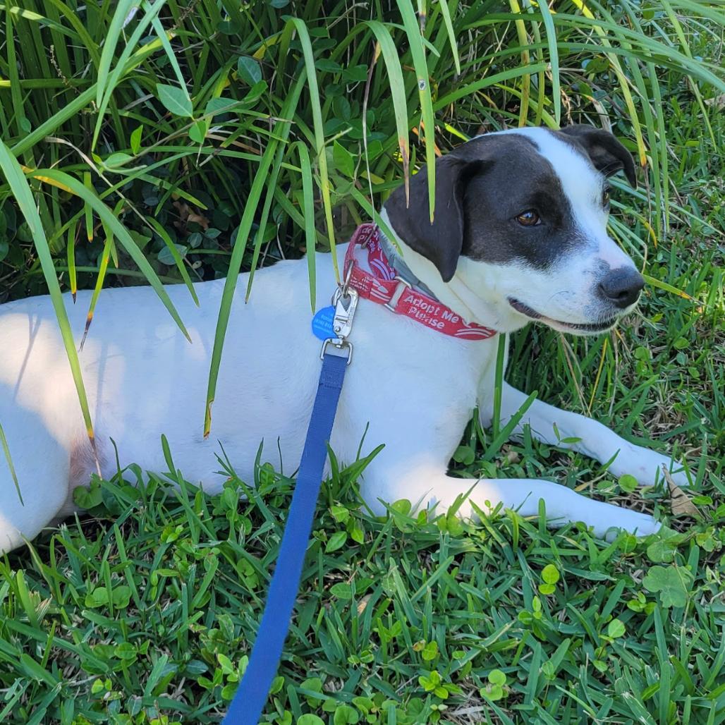Enlarge MOMMA MIA, a Adoptable mixed breed in QUINCY, FL image 3/6