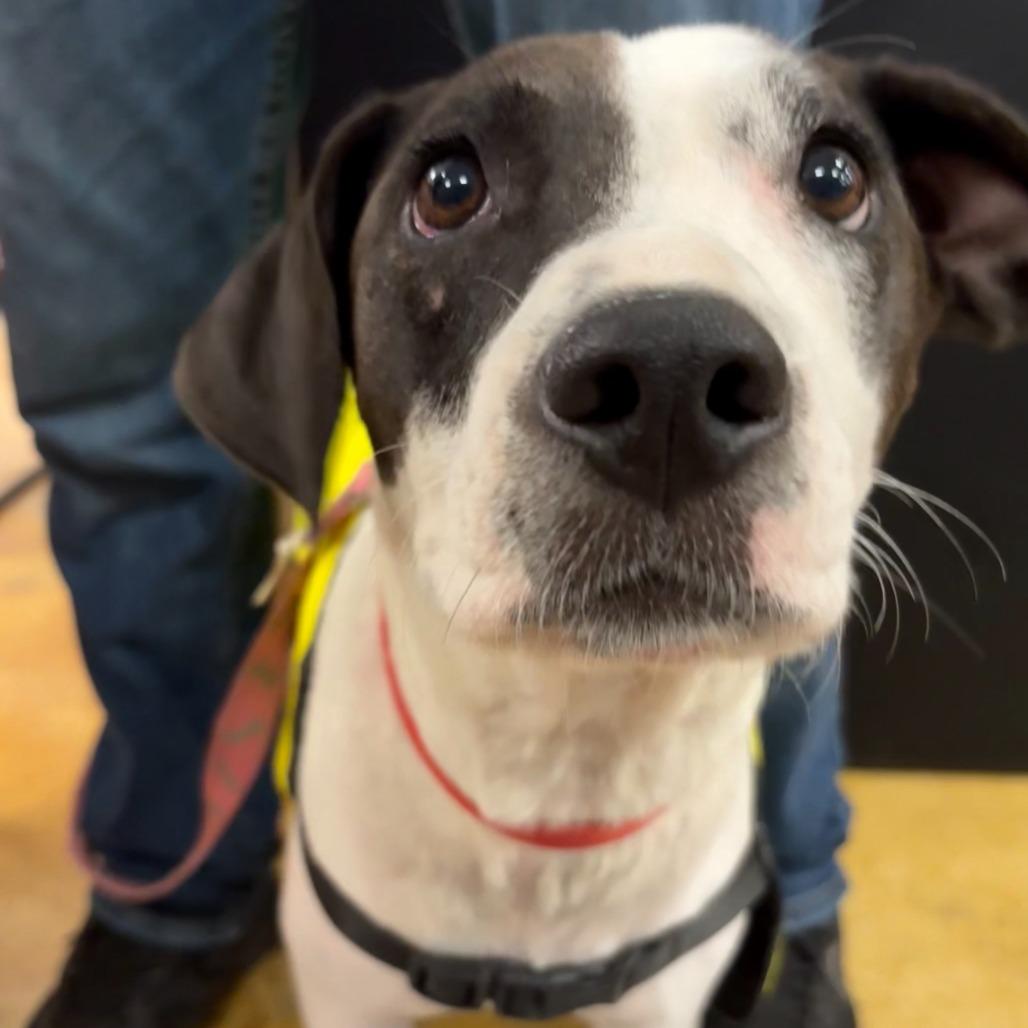 Enlarge MOMMA MIA, a Adoptable mixed breed in QUINCY, FL image 1/2