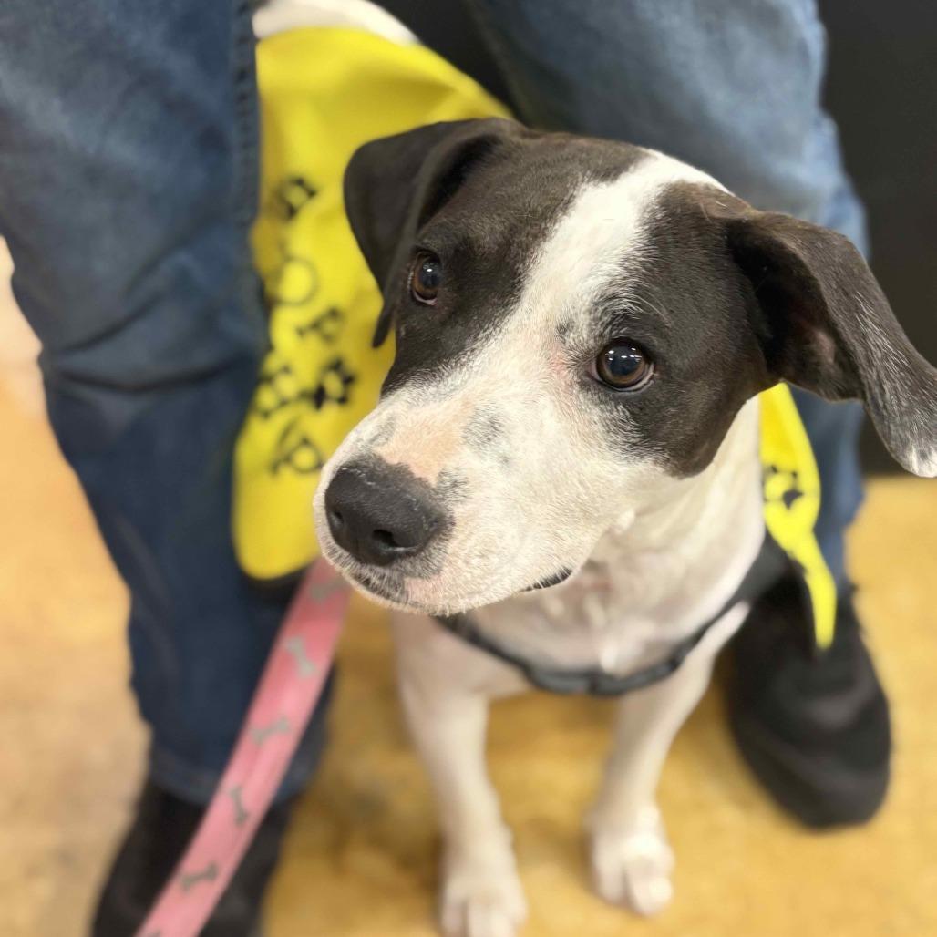 Enlarge MOMMA MIA, a Adoptable mixed breed in QUINCY, FL image 2/2