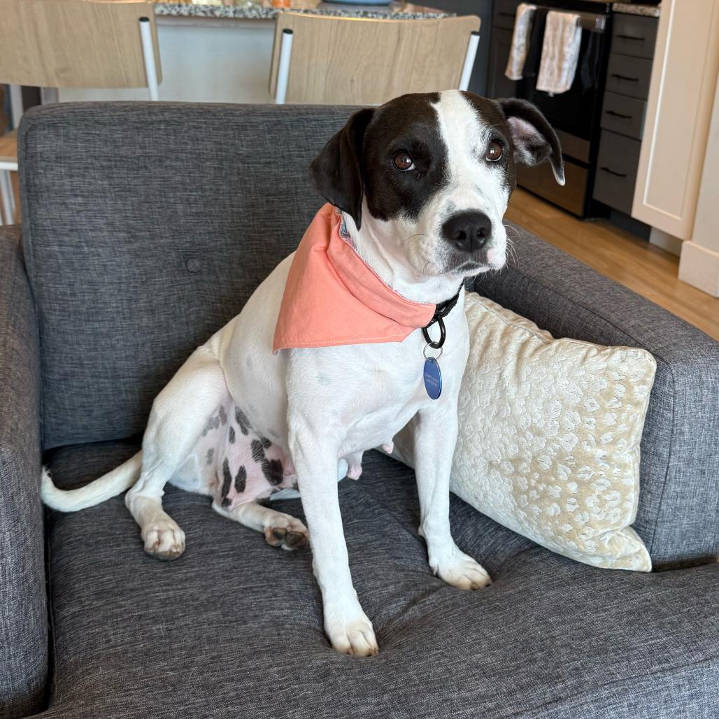 Enlarge MOMMA MIA, a Adoptable mixed breed in QUINCY, FL image 5/5