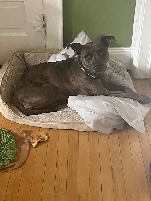 Sheeba, Adoptable, Adult Female Mixed Breed.