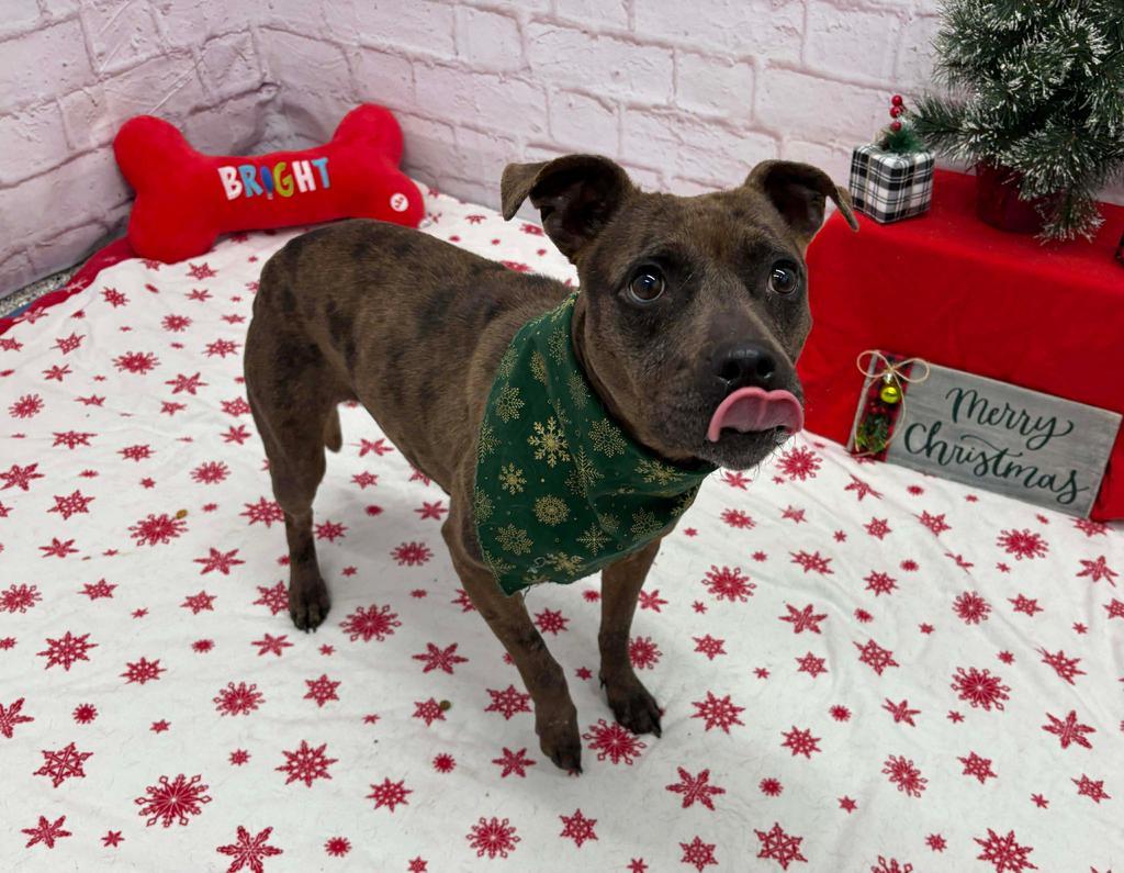 Sheeba, Adoptable, Adult Female Mixed Breed.