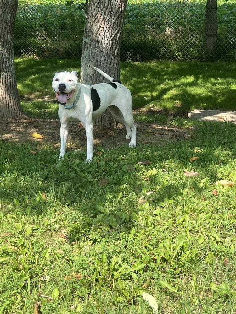 Maisy, Adoptable, Adult Female Pit Bull Terrier.