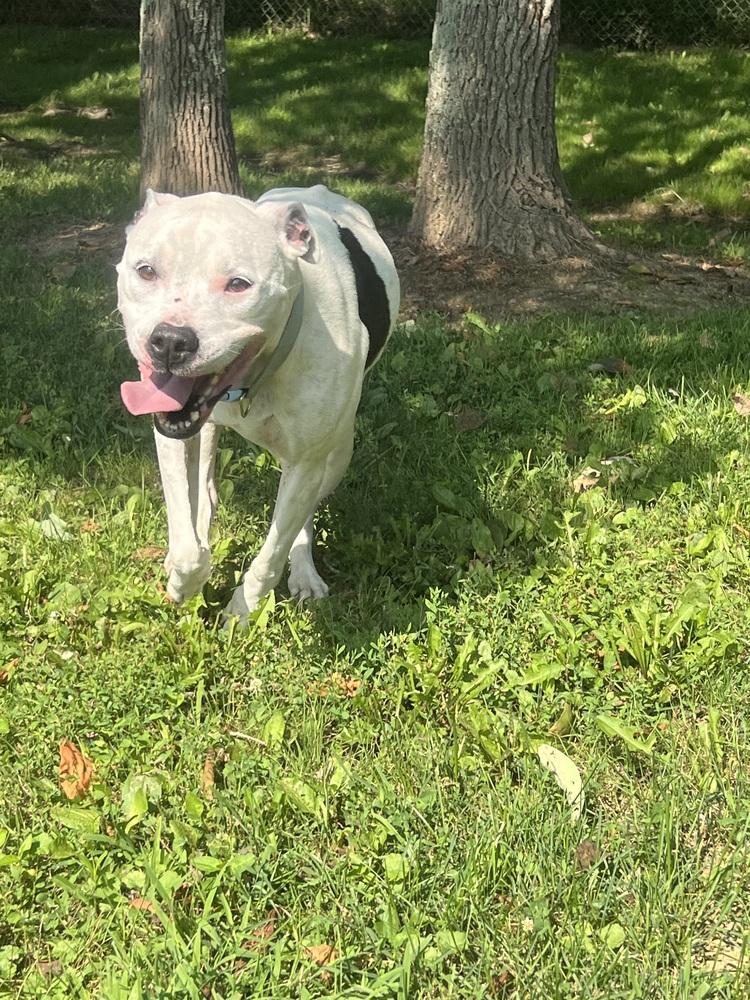 Enlarge Maisy, a Adoptable Pit Bull Terrier in Osgood, IN image 4/6