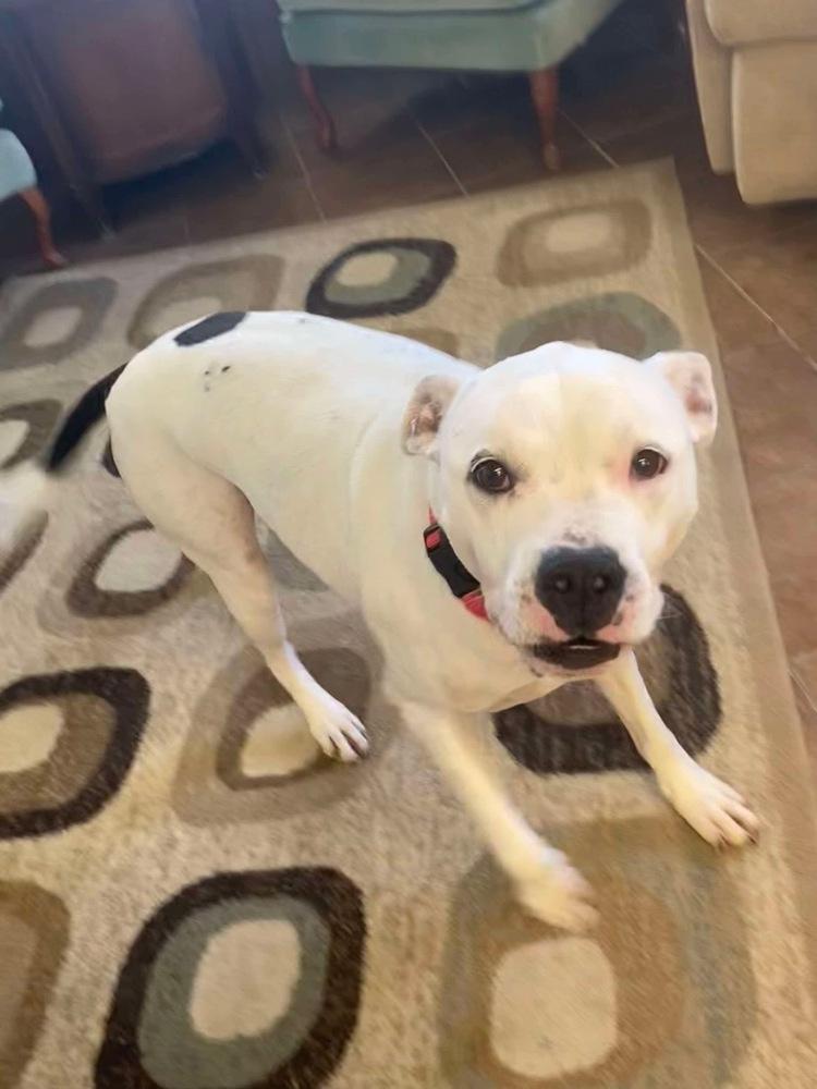 Enlarge Maisy, a Adoptable Pit Bull Terrier in Osgood, IN image 5/6