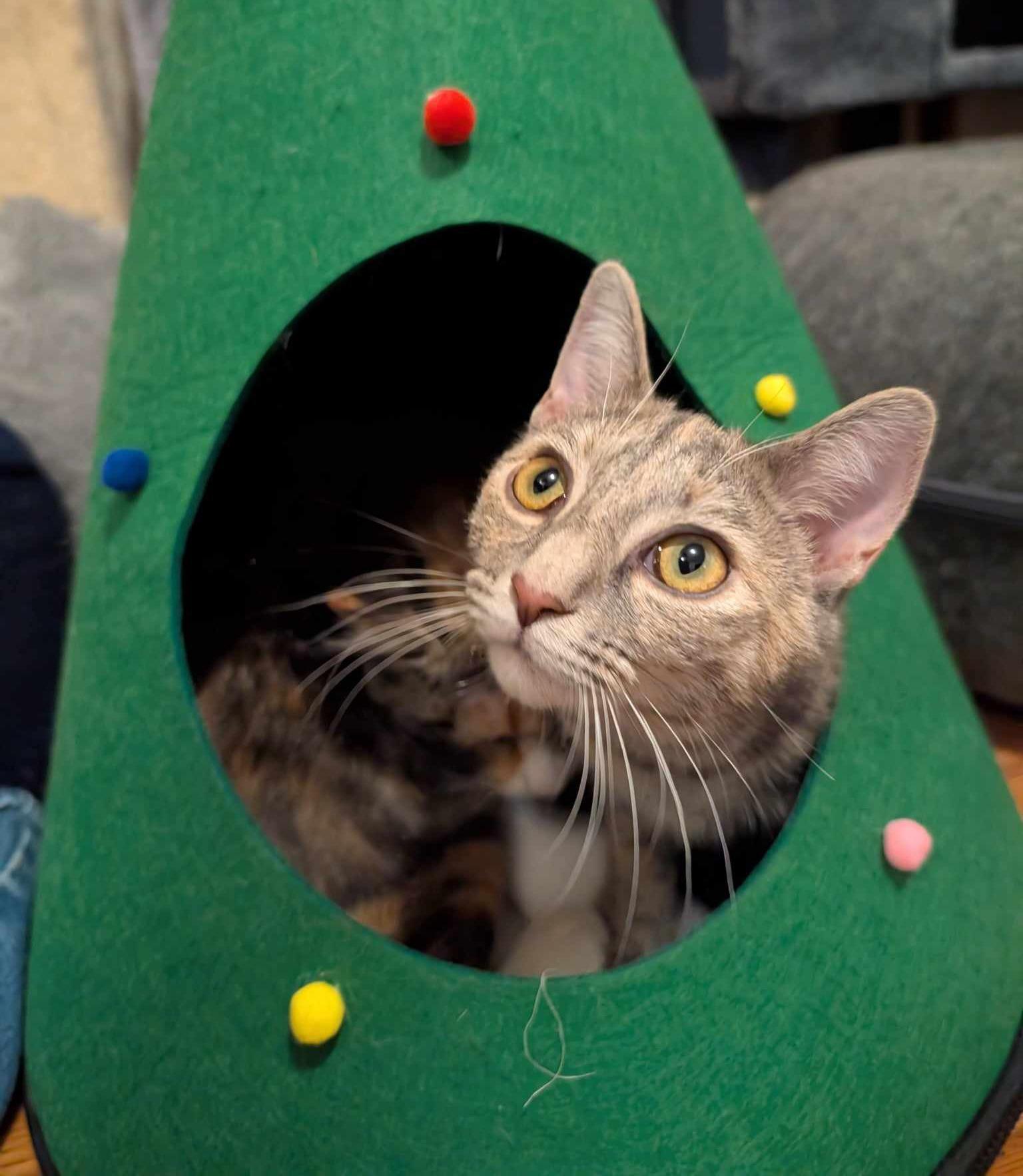 Sprinkles photo 5