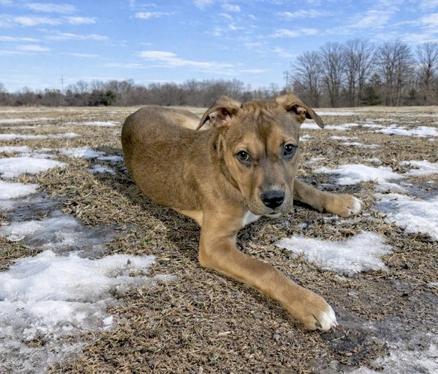Jingle, Adoptable, Puppy Male Hound & Boxer.