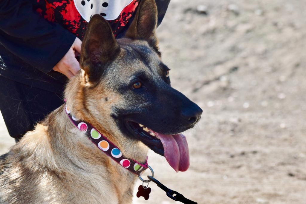 Hemmet, Adoptable, Adult Male German Shepherd Dog & Belgian Shepherd / Malinois.