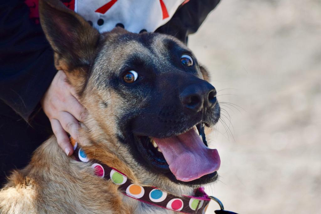 Hemmet, Adoptable, Adult Male German Shepherd Dog & Belgian Shepherd / Malinois.