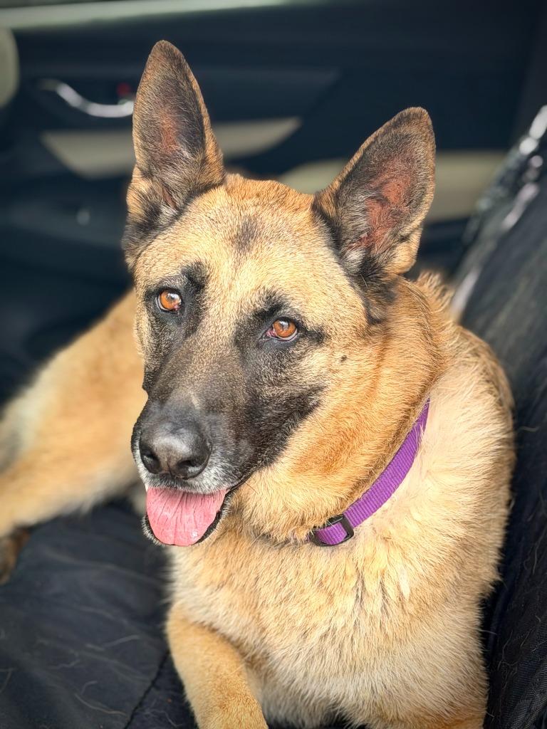 Enlarge Hemmet, a Adoptable mixed breed in Canyon Country, CA image 2/6