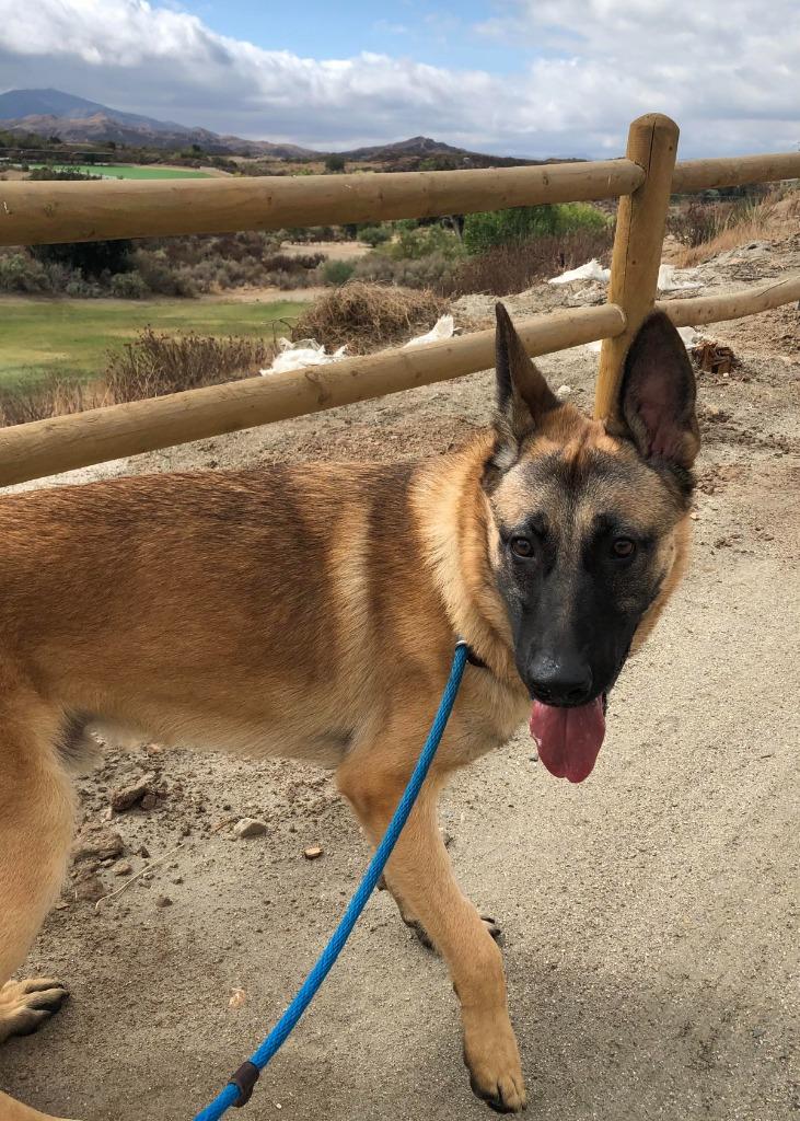 Enlarge Hemmet, a Adoptable mixed breed in Canyon Country, CA image 3/6