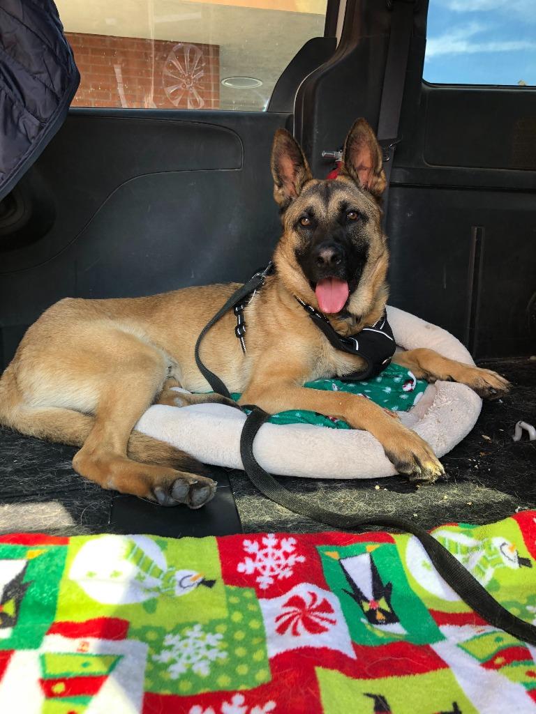 Enlarge Hemmet, a Adoptable mixed breed in Canyon Country, CA image 4/6