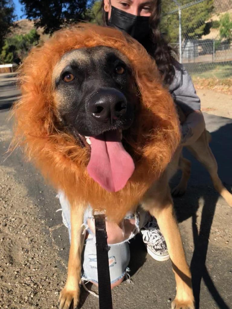 Enlarge Hemmet, a Adoptable mixed breed in Canyon Country, CA image 5/6