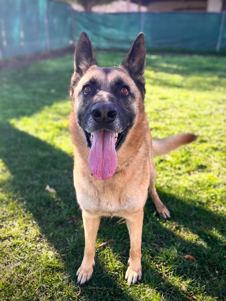 Enlarge Hemmet, a Adoptable mixed breed in Canyon Country, CA image 6/6