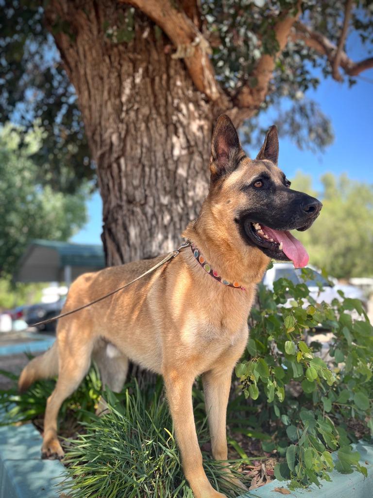 Enlarge Hemmet, a Adoptable mixed breed in Canyon Country, CA image 6/6