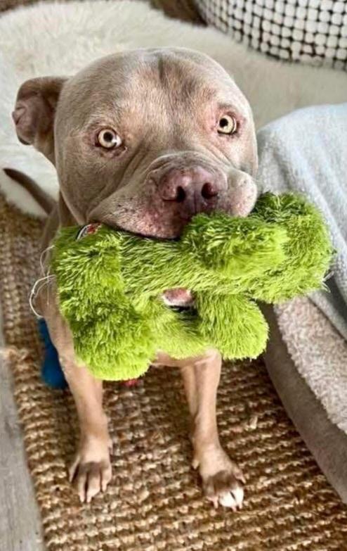 Enlarge Shama Aka Pua, a Adoptable Pit Bull Terrier in San DIego, CA image 3/3