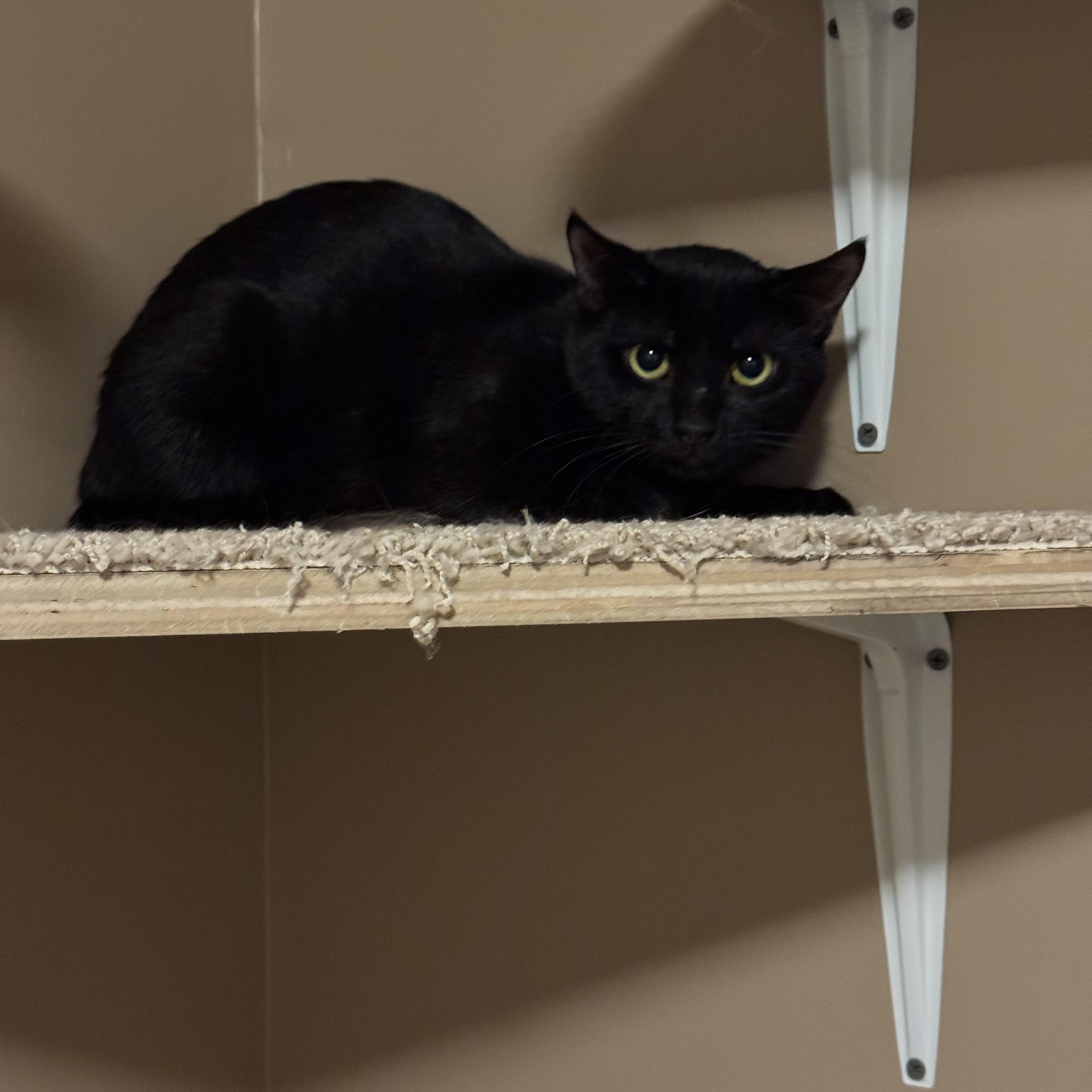 Pixie - A LOVING “AUNTIE” READY TO SHARE HER QUIET HEART WITH YOU!!, a Adoptable American Shorthair in Bristow, VA image 6/6