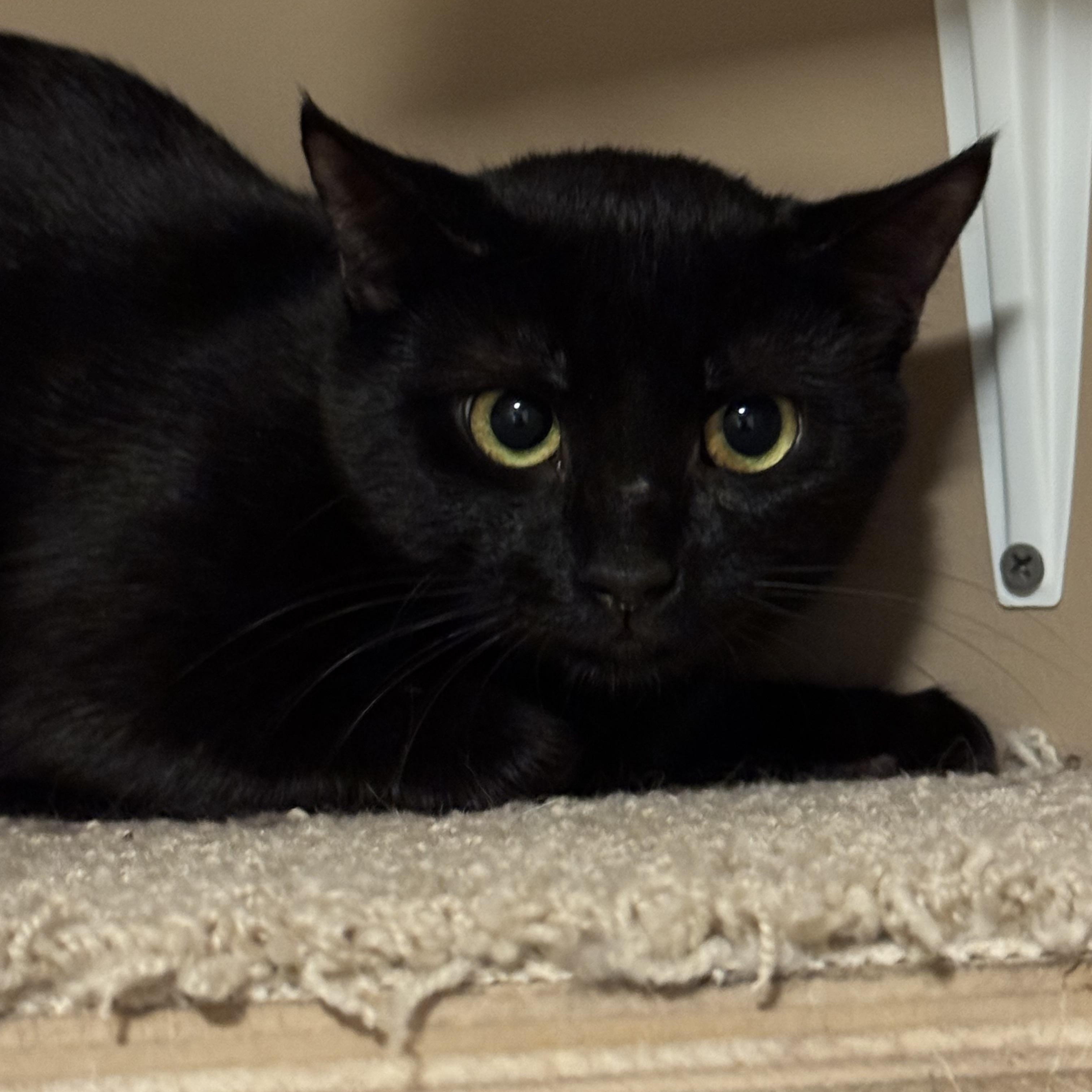 Pixie - A LOVING “AUNTIE” READY TO SHARE HER QUIET HEART WITH YOU!!, Adoptable, Adult Female American Shorthair.