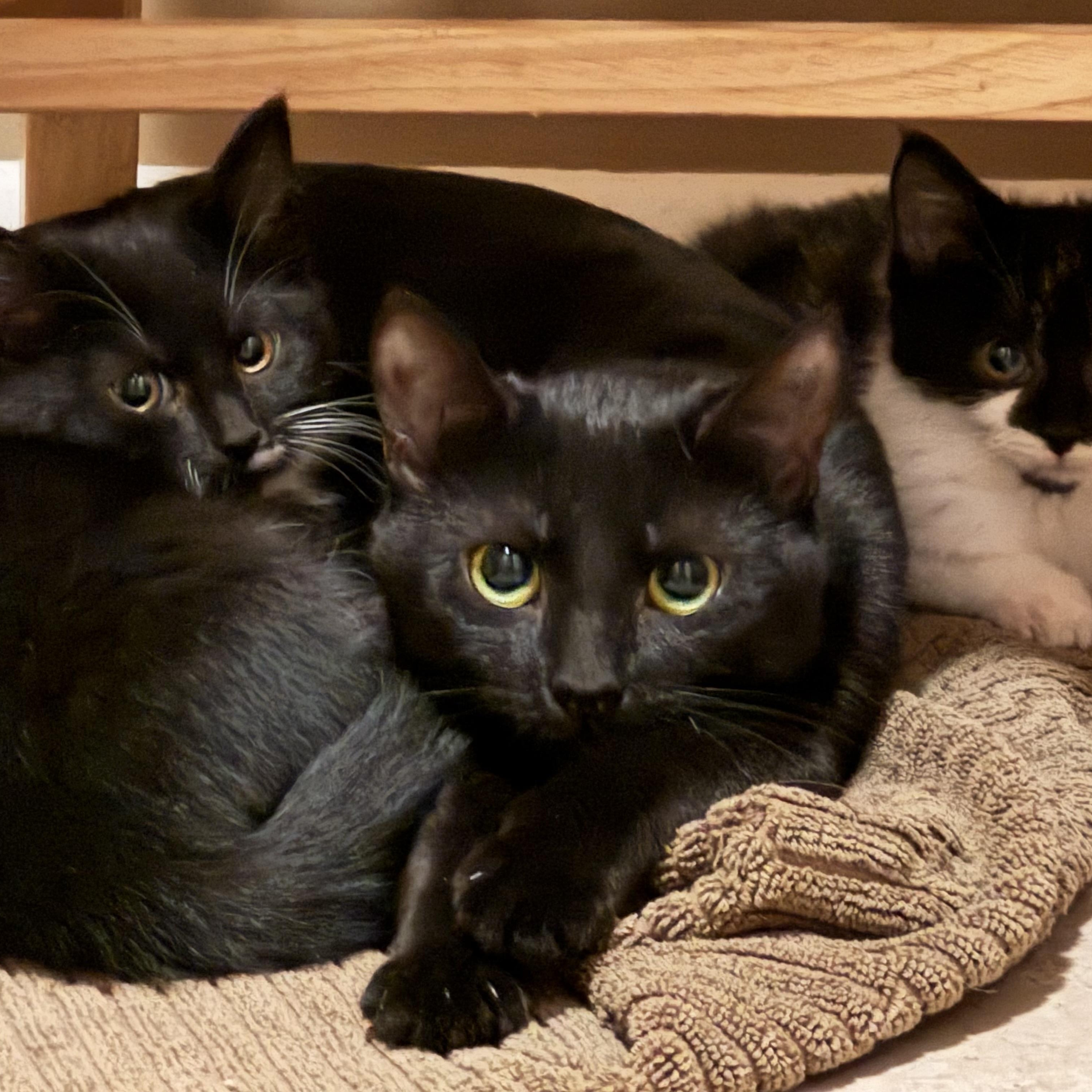 Pixie - A LOVING “AUNTIE” READY TO SHARE HER QUIET HEART WITH YOU!!, a Adoptable American Shorthair in Bristow, VA image 4/6