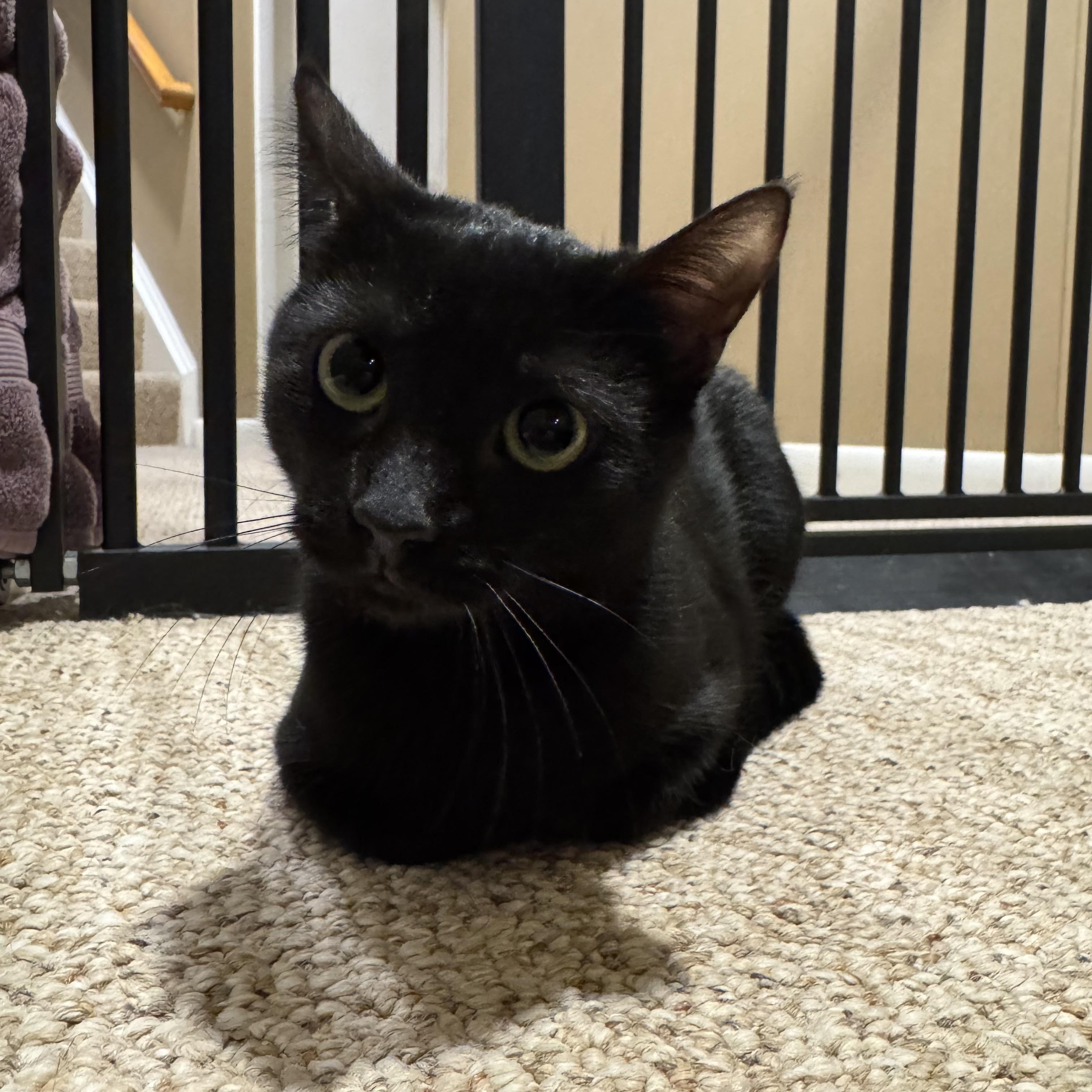 Pixie - A LOVING “AUNTIE” READY TO SHARE HER QUIET HEART WITH YOU!!, a Adoptable American Shorthair in Bristow, VA image 2/6