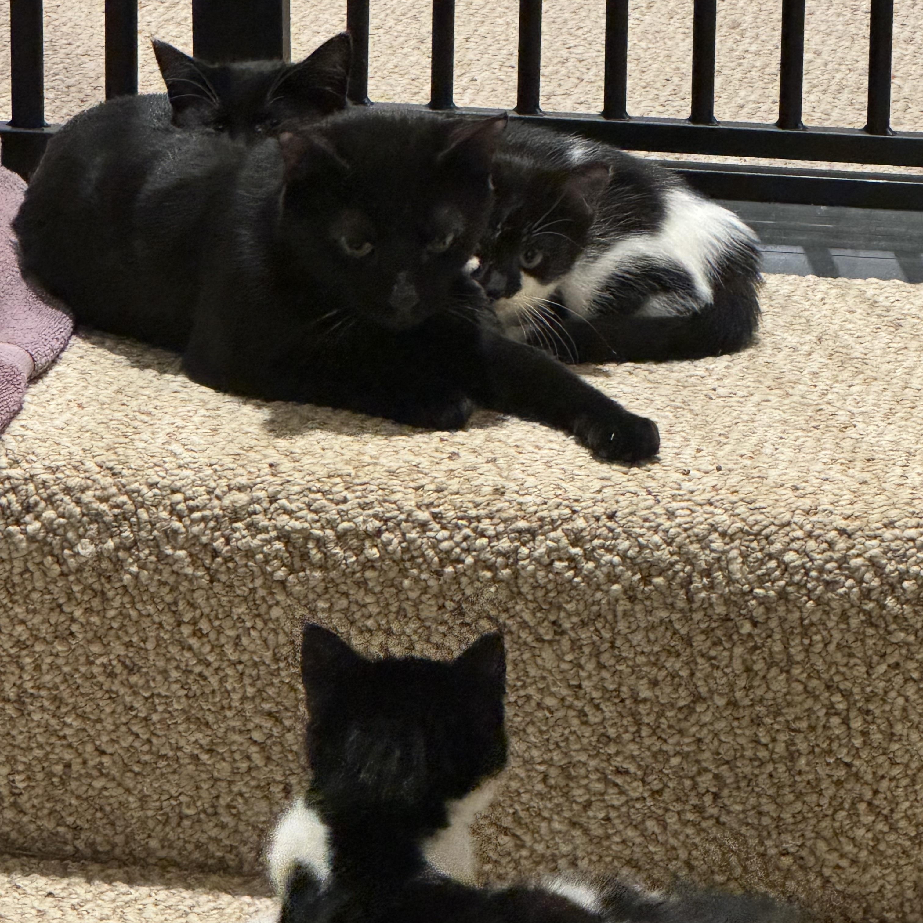 Pixie - A LOVING “AUNTIE” READY TO SHARE HER QUIET HEART WITH YOU!!, a Adoptable American Shorthair in Bristow, VA image 3/6