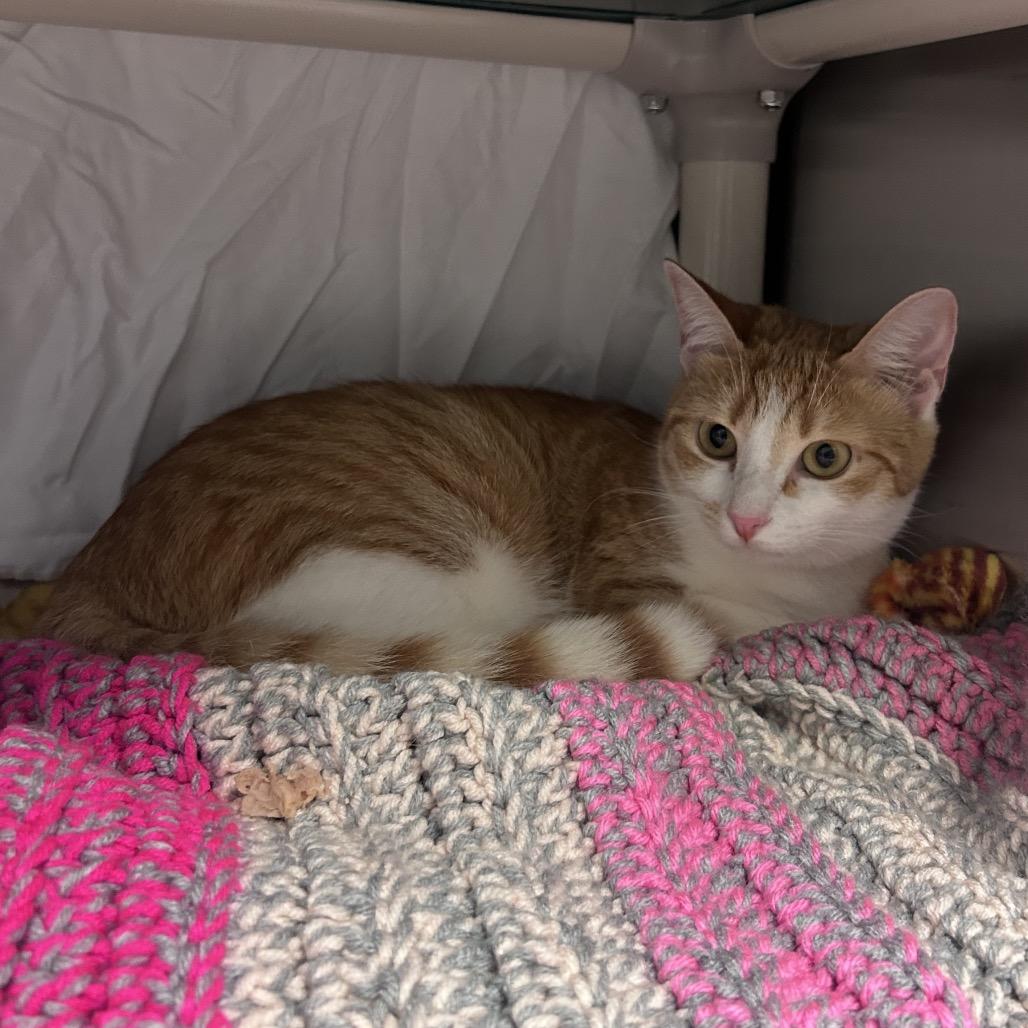 Mia, Adoptable, Adult Female Domestic Short Hair.