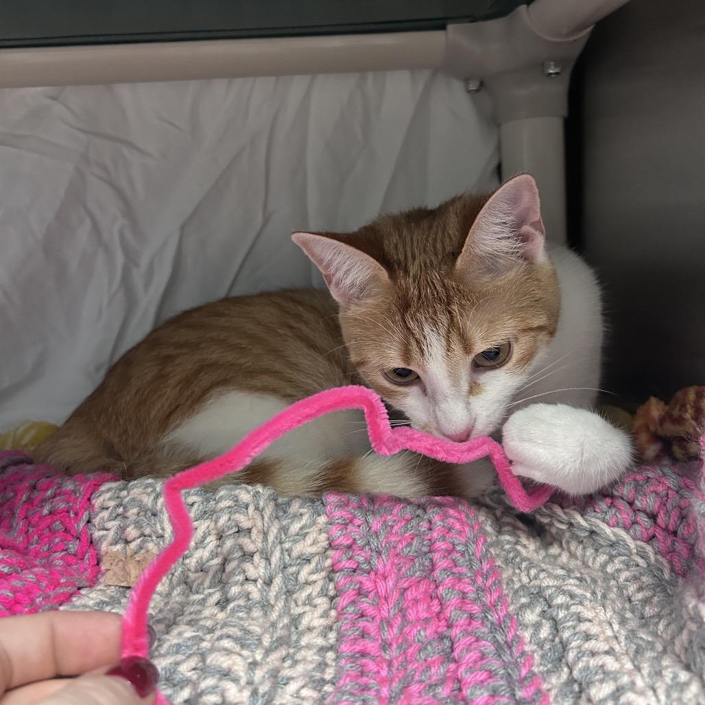 Enlarge Mia, a Adoptable Domestic Short Hair in Hendersonville, NC image 2/3