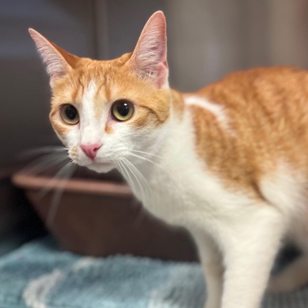 Enlarge Mia, a Adoptable Domestic Short Hair in Hendersonville, NC image 3/3