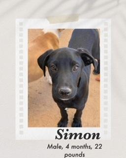 Simon, Adoptable, Adult Male Labrador Retriever.