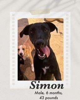 Simon, a Adoptable mixed breed in Puerto Penasco, SON image 2/2