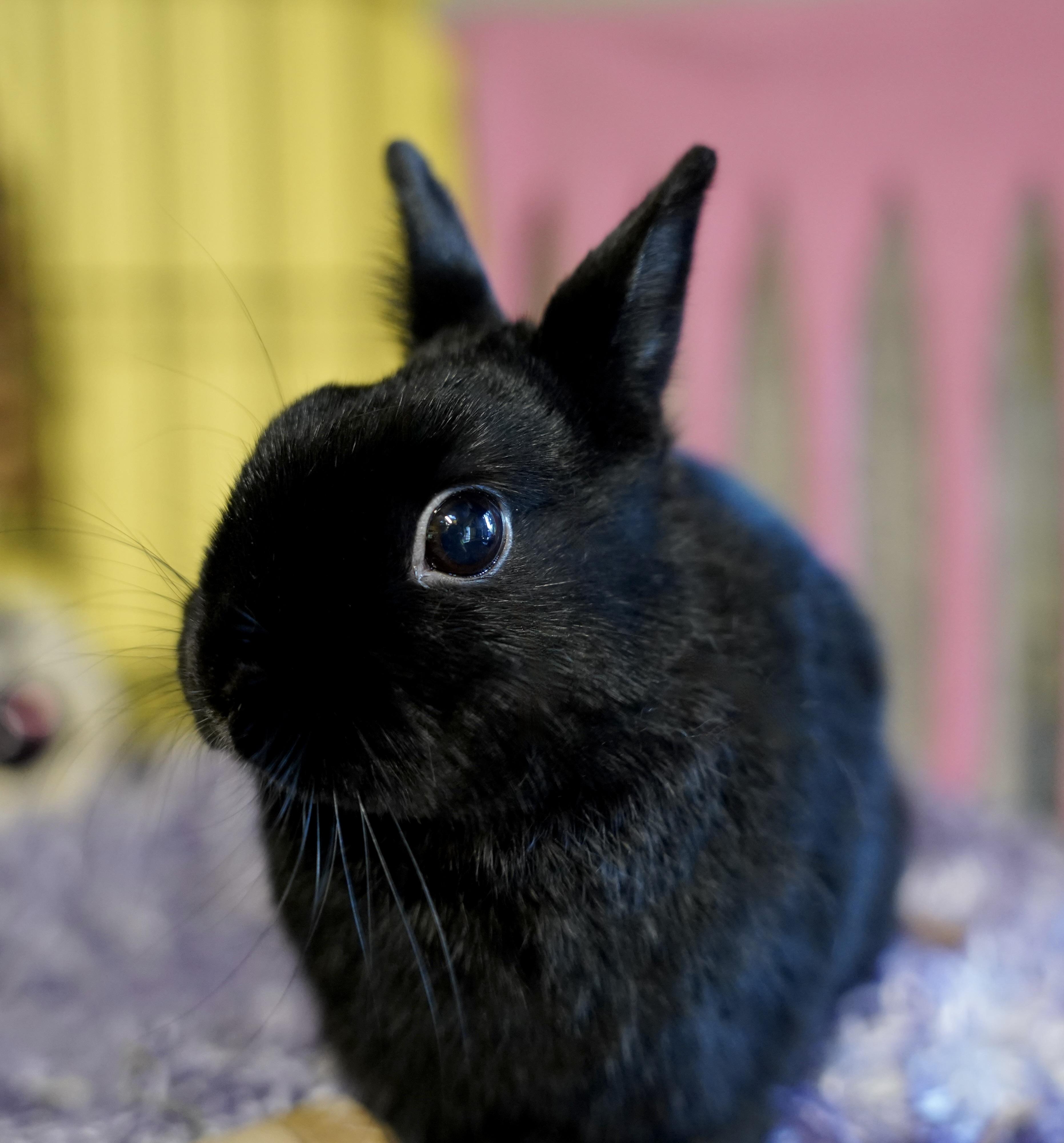 Enlarge Dood Dood, an adopted Polish in Ferndale, WA image 2/4