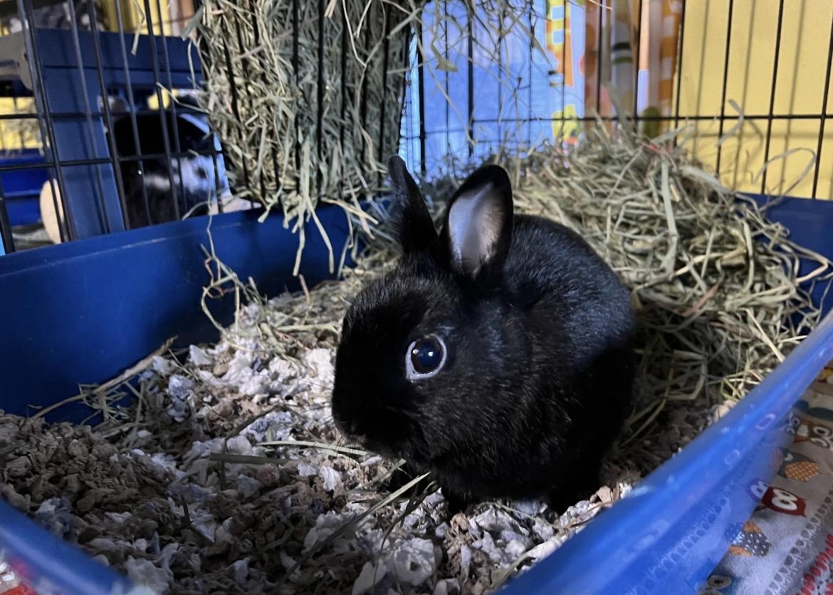 Enlarge Dood , a ADOPTABLE Polish in Ferndale, WA image 2/2