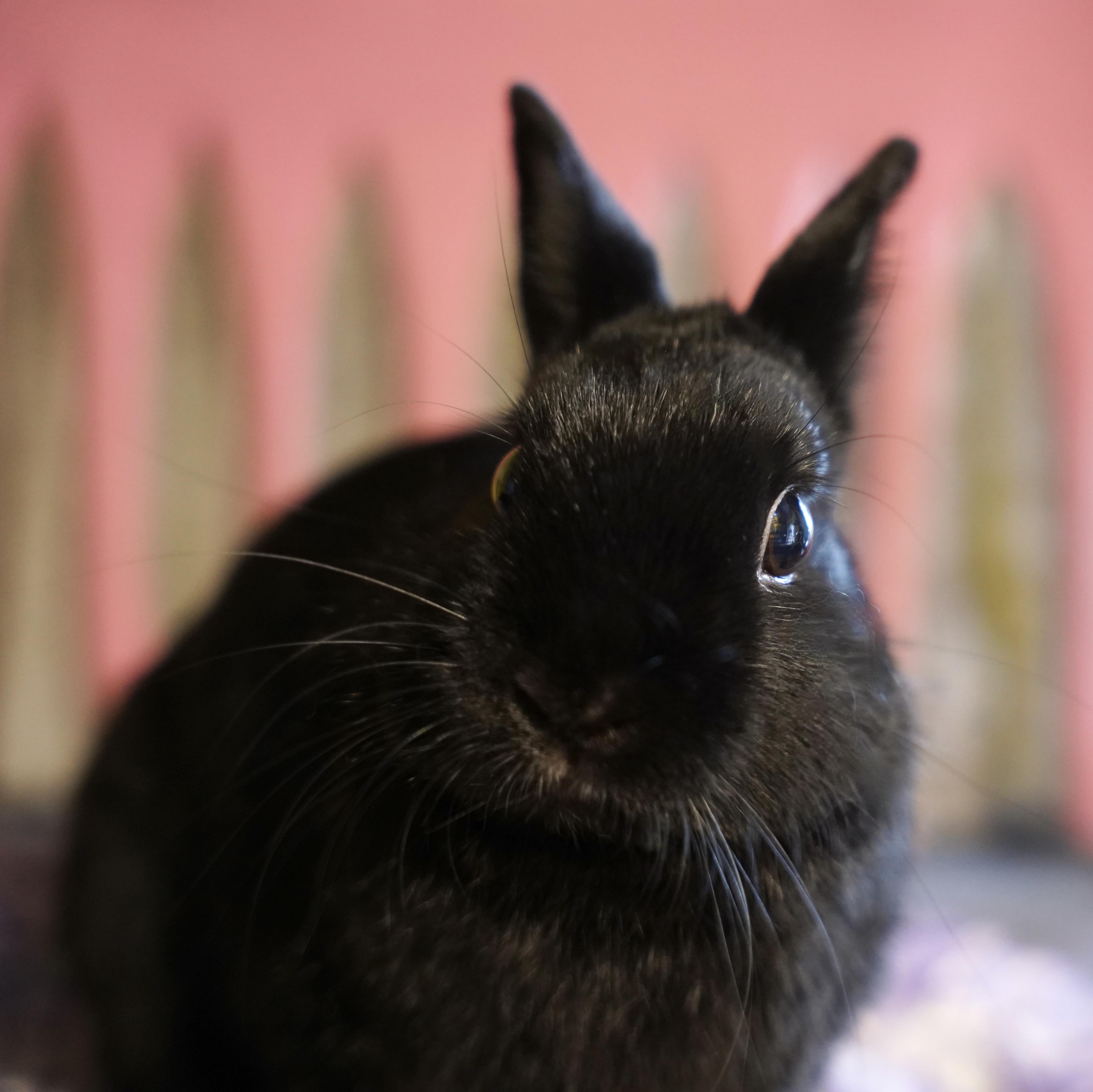 Enlarge Dood Dood, an adopted Polish in Ferndale, WA image 1/4