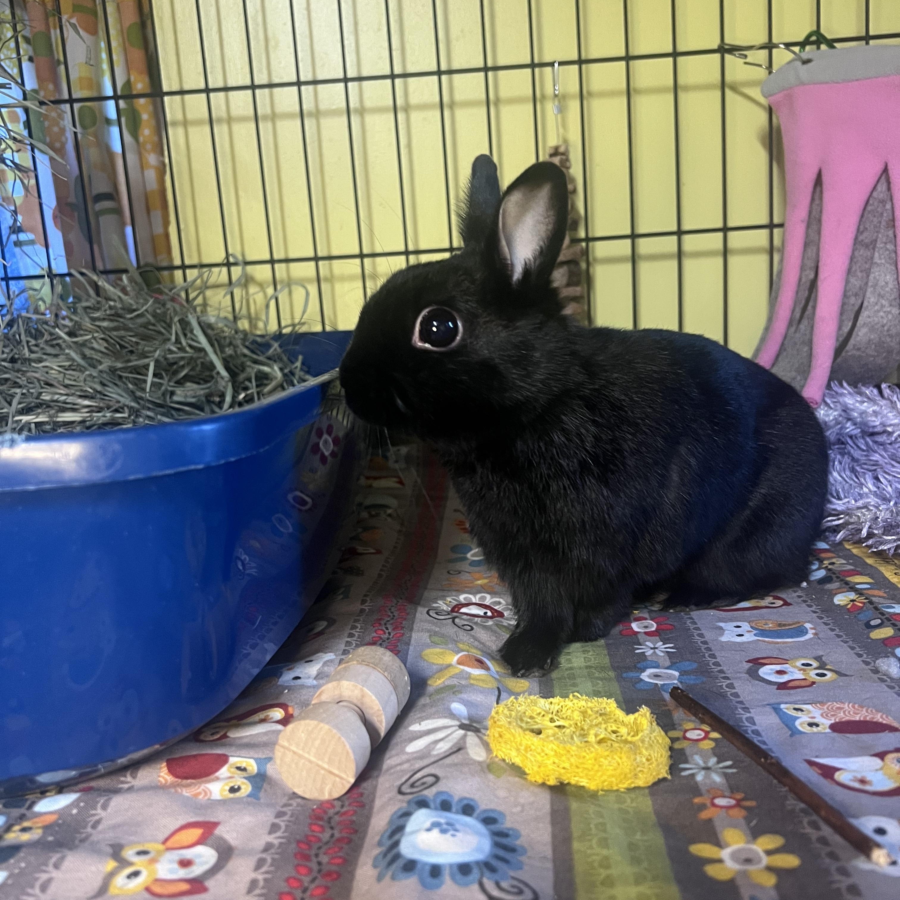 Enlarge Dood , a ADOPTABLE Polish in Ferndale, WA image 1/2