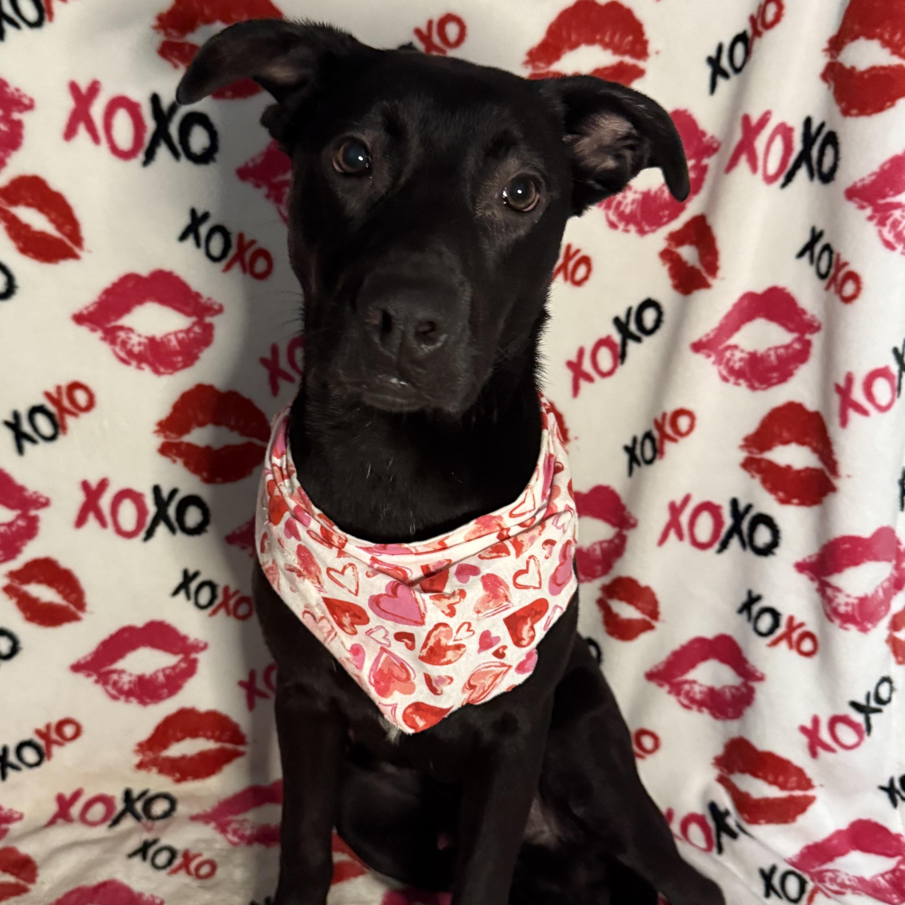 Beckham, an adoptable Labrador Retriever, Pit Bull Terrier in Key West, FL, 33040 | Photo Image 2