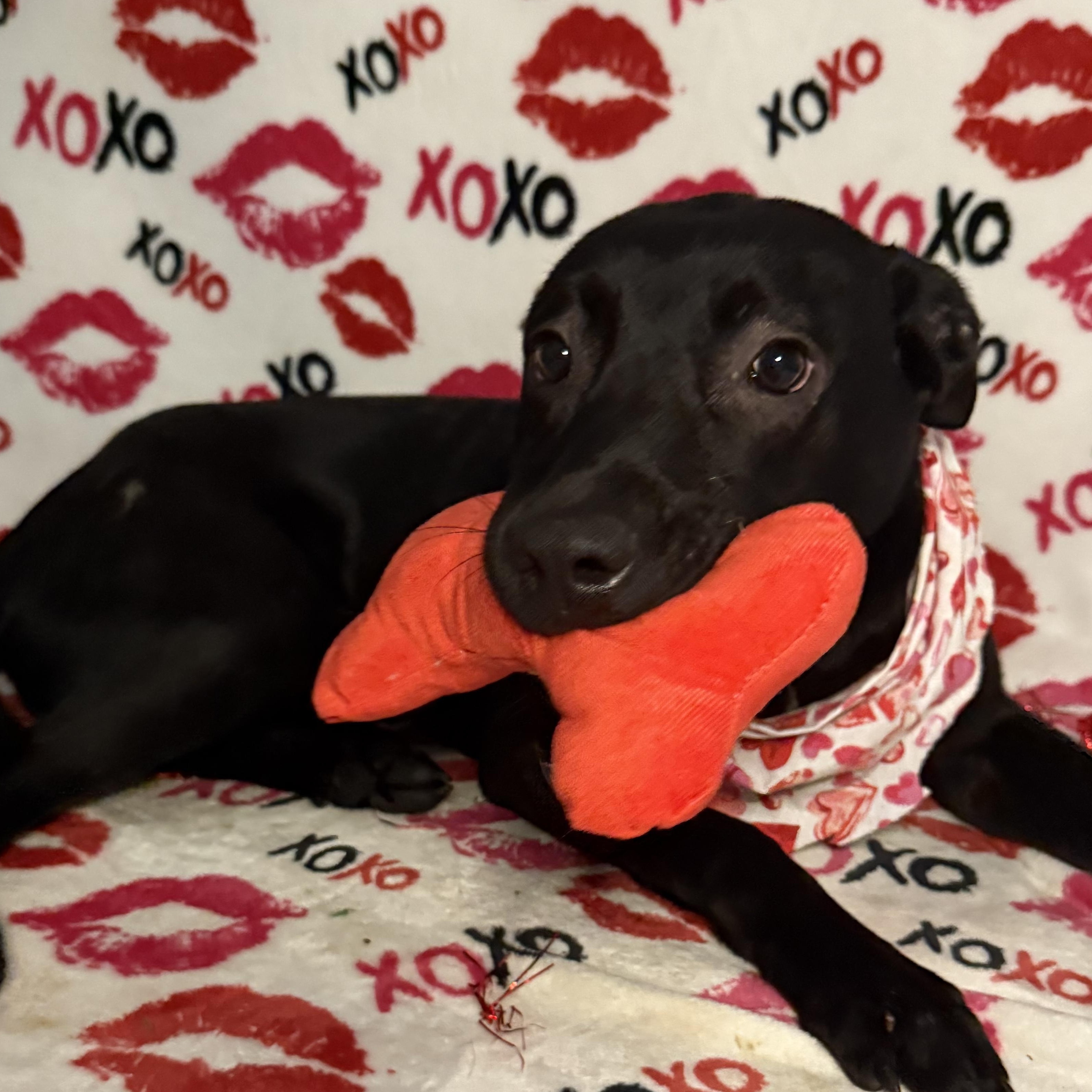 Beckham, an adoptable Labrador Retriever, Pit Bull Terrier in Key West, FL, 33040 | Photo Image 3