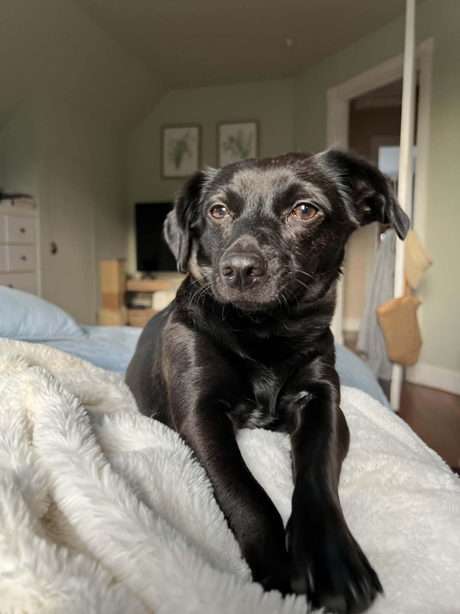 Enlarge Jenny, an adopted mixed breed in Milton, FL image 2/3