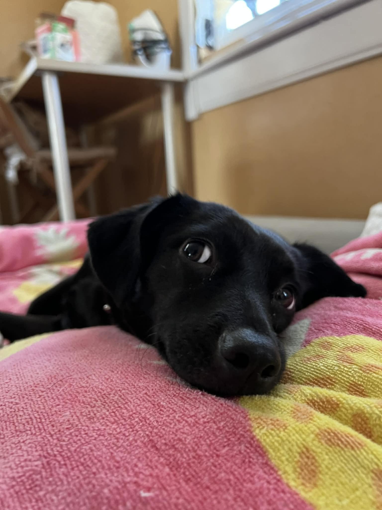 Enlarge Jenny, an adopted mixed breed in Milton, FL image 3/3