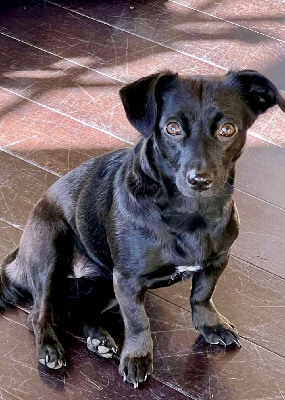 Enlarge Jenny, an adopted mixed breed in Milton, FL image 1/3