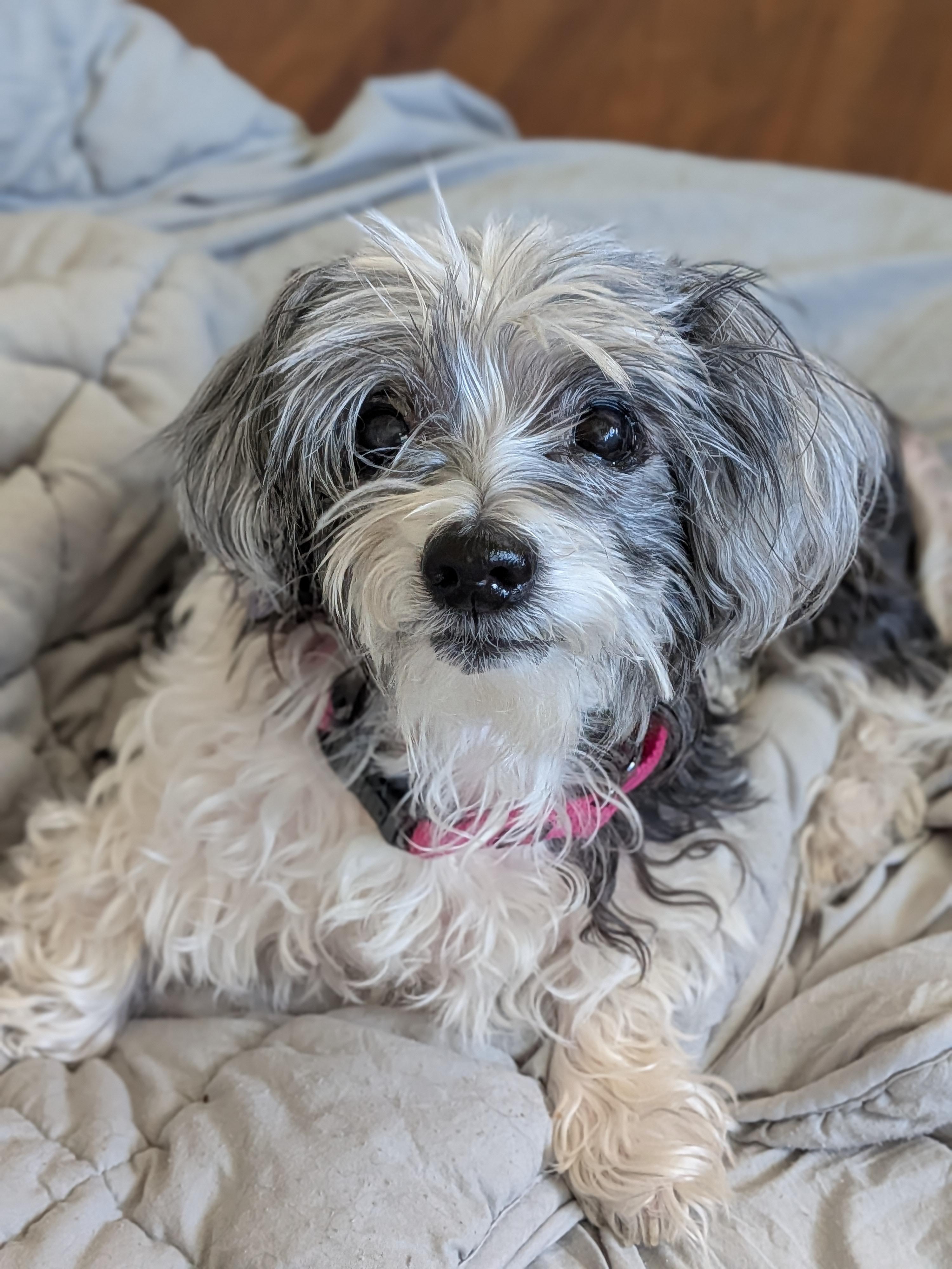 Tyra, Adoptable, Senior Female Shih Tzu.