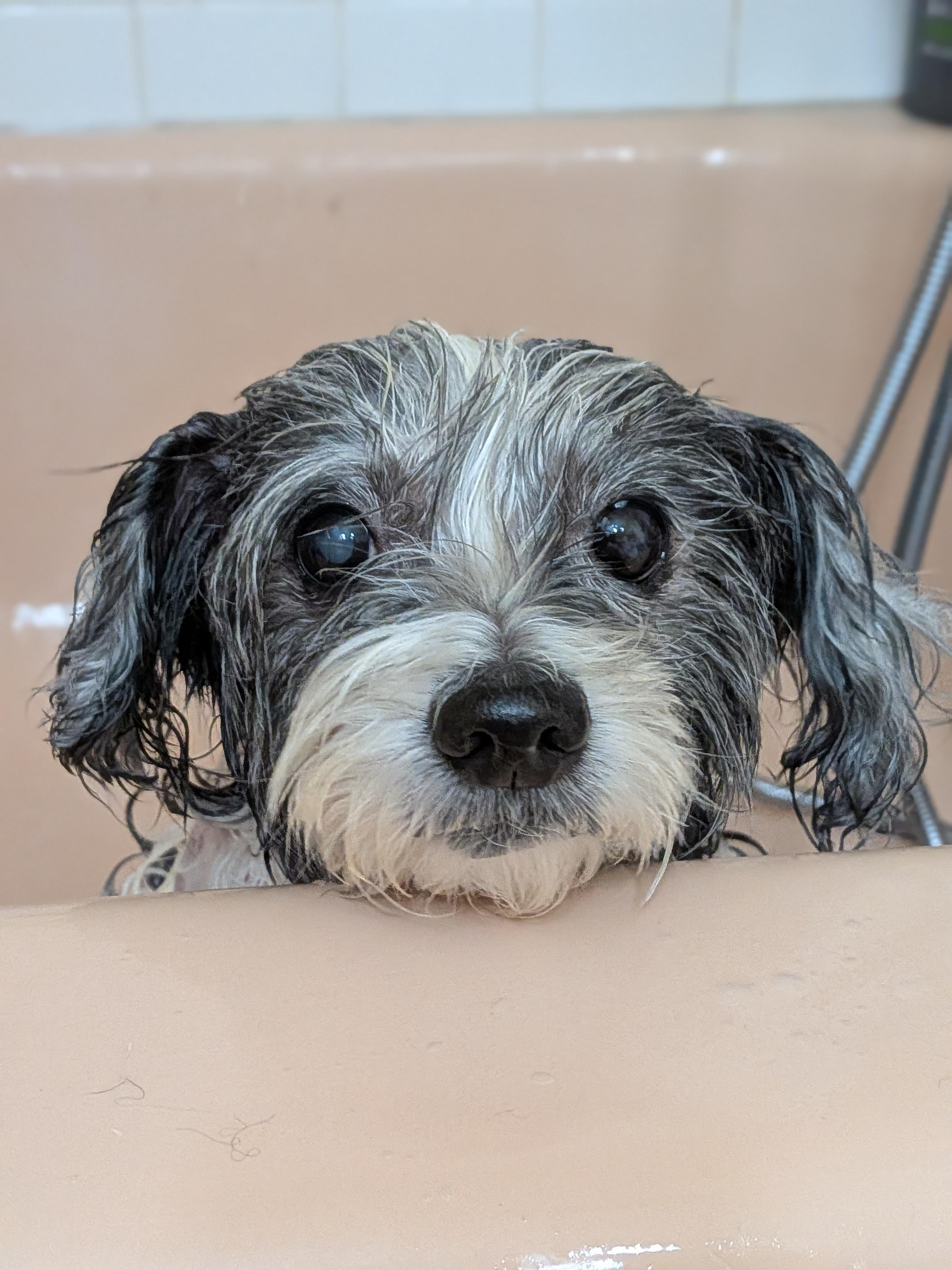 Enlarge Tyra, a Adoptable mixed breed in Rockville, MD image 2/5