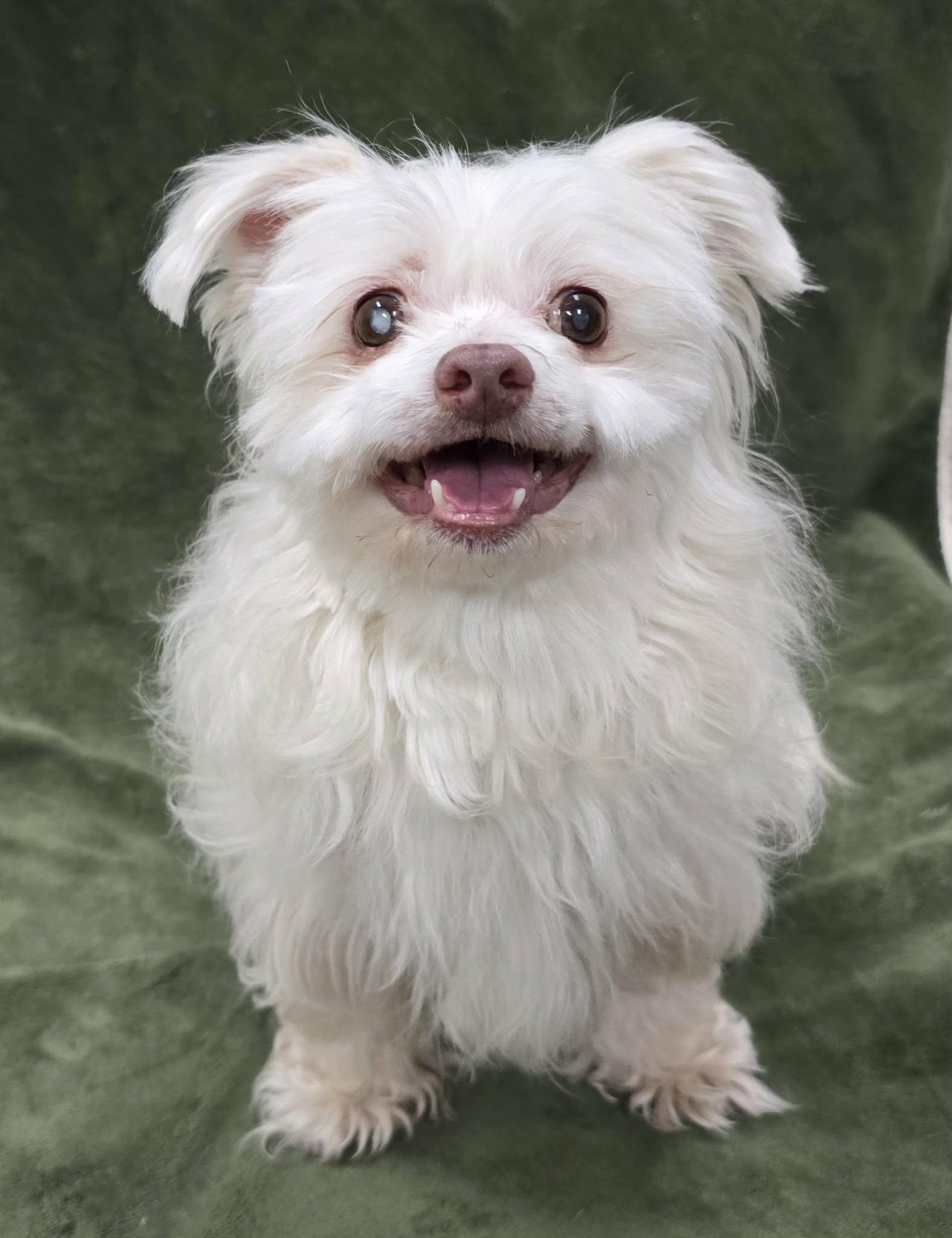 Enlarge Peanut, an adopted Maltese in Frankfort, IN image 4/5
