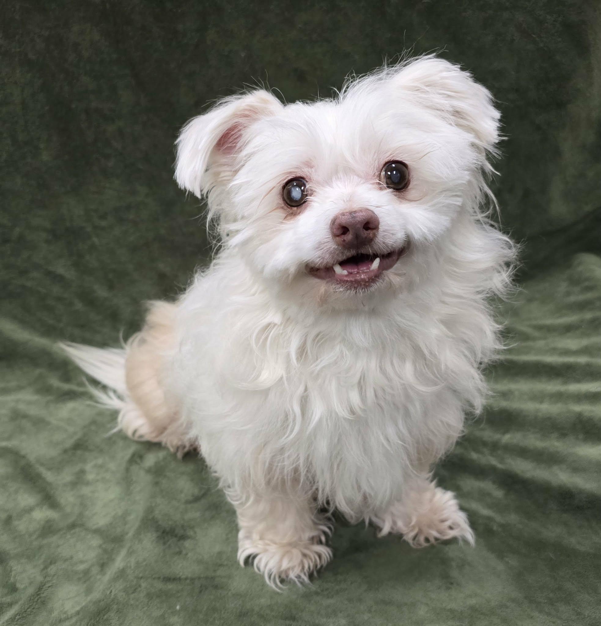 Peanut, adopted, Senior Male Maltese.