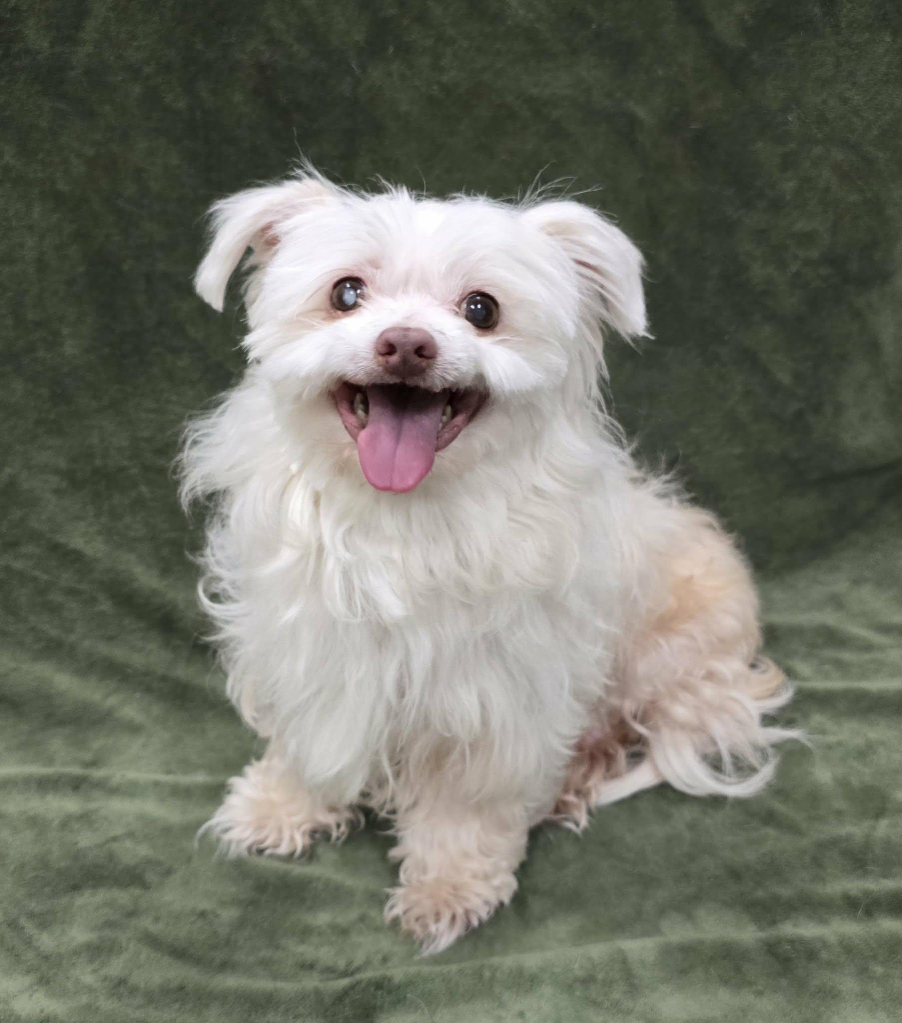 Enlarge Peanut, an adopted Maltese in Frankfort, IN image 3/5